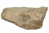 Dinosaur (Triceratops) Frill Shield Section - Montana #338939-1